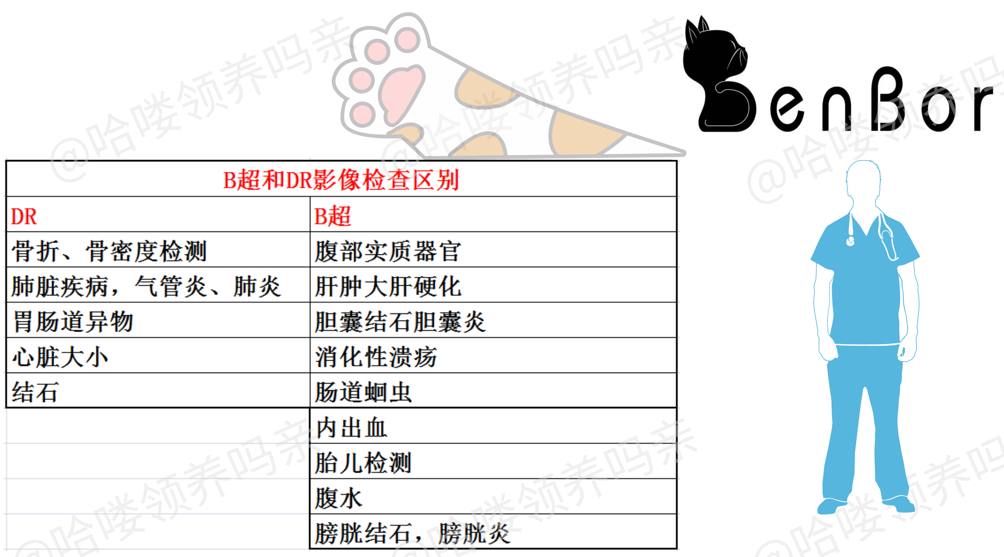 DR和B超影像有啥区别？全项生化查了个啥？收下这份猫咪体检手册