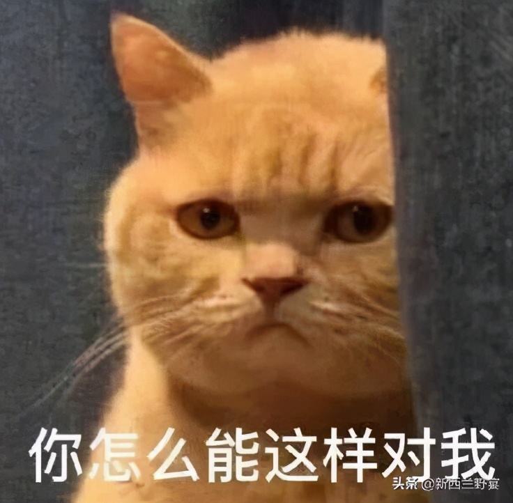 小狼狗是什么意思（宠物圈10大黑话鉴赏）