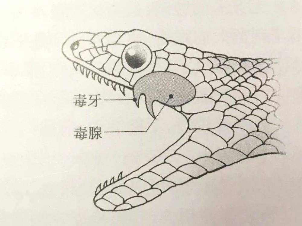 眼镜蛇的复仇！蛇酒变洗澡水，泡酒30天后复活，印度小伙被咬身亡