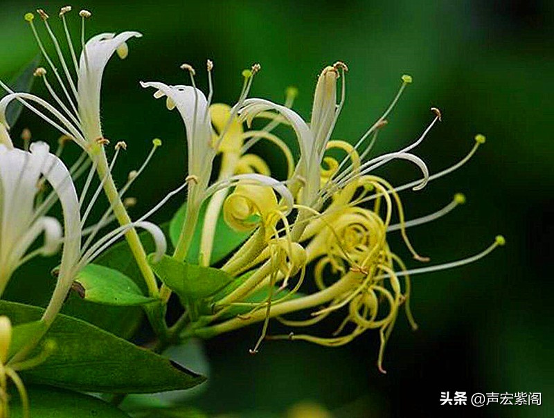 忍冬藤为什么叫金银花(金银花藤为什么叫忍冬藤)