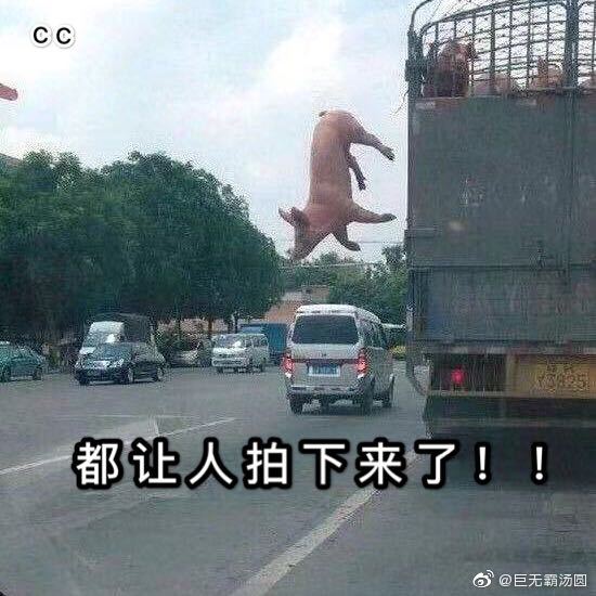 关于猪的整人套路表情包合集