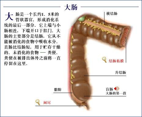 「转载」史上最全的人体（组织器官）全图