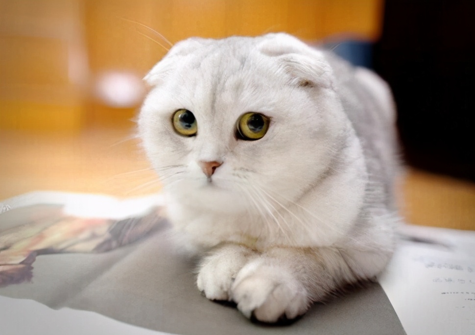 寿命最长的猫（知识科普最长寿的6种猫咪）