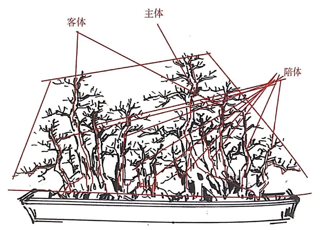 朴树盆景的制作与养护，分享设计案例，萌发你的盆景创作动力