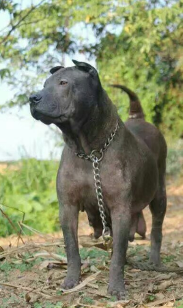 沙皮犬是世界珍贵的犬种,来自我国广东南海大沥镇一带,是世界名种斗狗