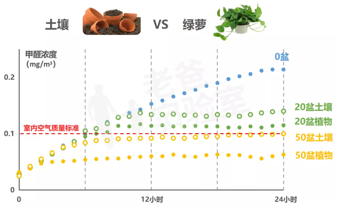 绿萝除醛,到底靠不靠谱?怒买50盆测试,结果有些颠覆