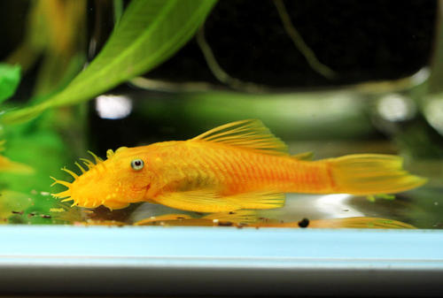 鱼缸里的褐藻是什么？要如何去除？