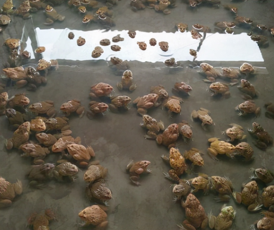 认识石蛙,虽然各地的叫法不同,比如石蛤,石鸡,山鸡,飞鱼,石鳞,石蛤蟆