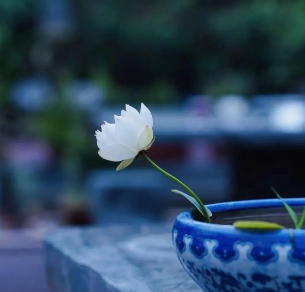 南北东西总是禅，十二首有关禅心的诗词，看古诗词里的禅意