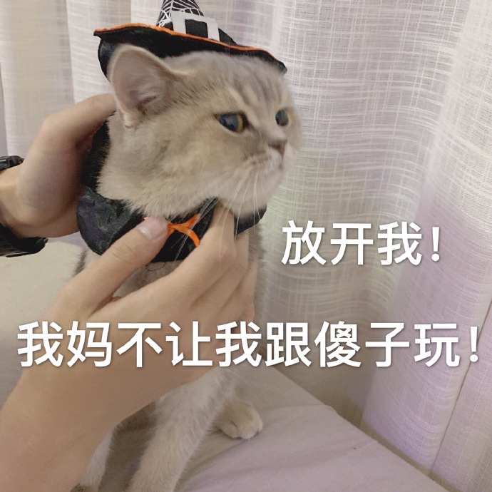 猫咪表情包｜今晚一起睡吗