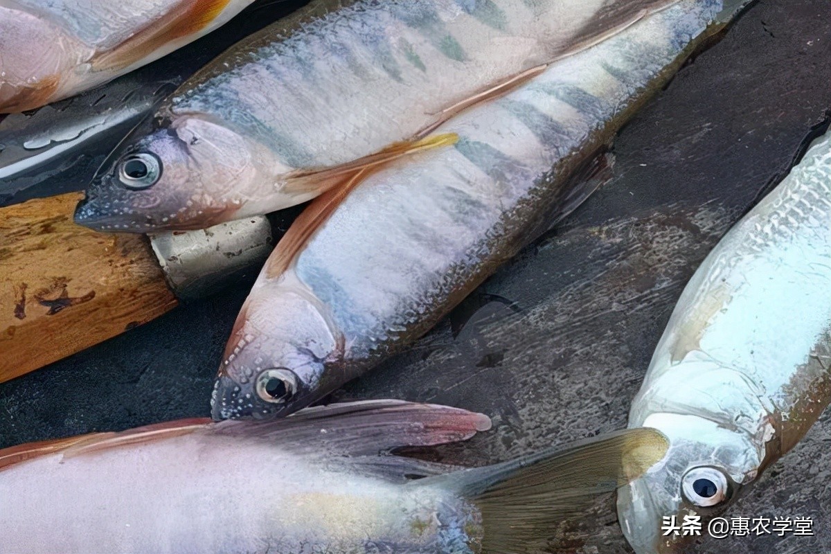 这种鱼外形独特，嘴巴像马口，但肉味鲜美，如今40元一斤很抢手