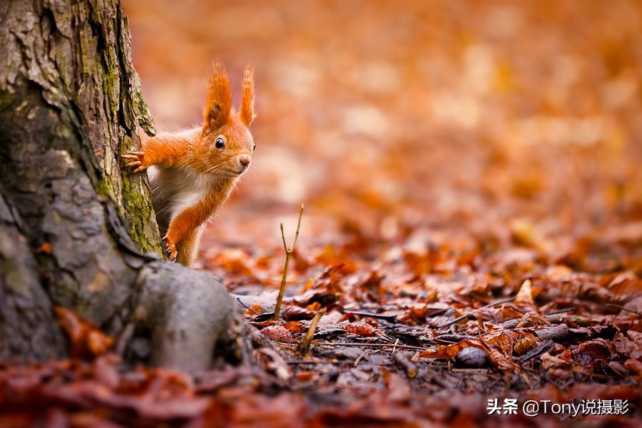 完整的摄影口诀，你要的摄影知识都在这