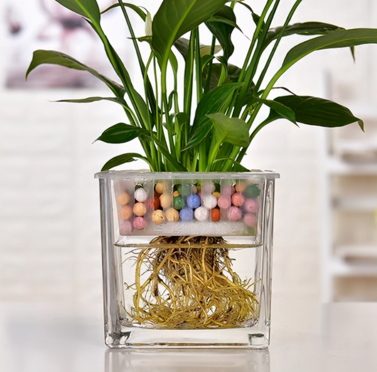 水栽花有哪些(揭秘真正适合水培的7种花)