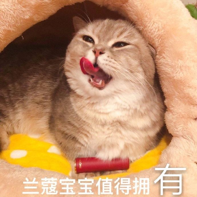 套路老公买口红的猫咪表情包合集