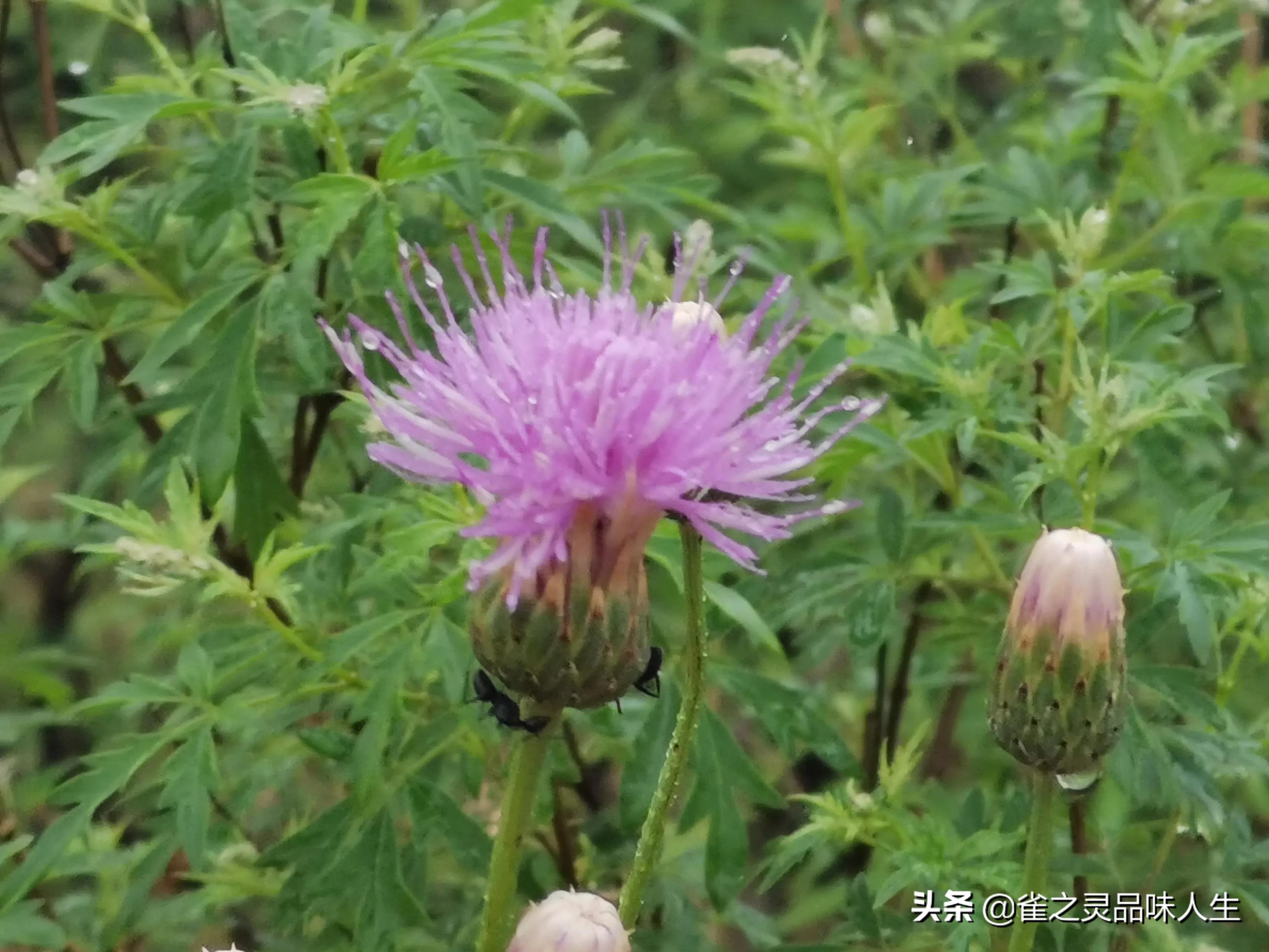 68岁心高气傲的董晨说“我想找一个未婚女大学生做妻子有错吗？”