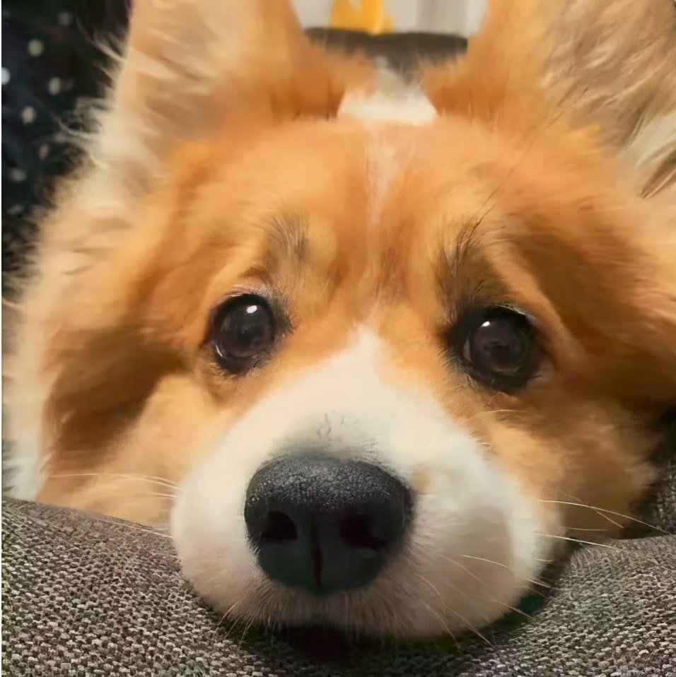 狗狗胰腺炎怎么引起的？