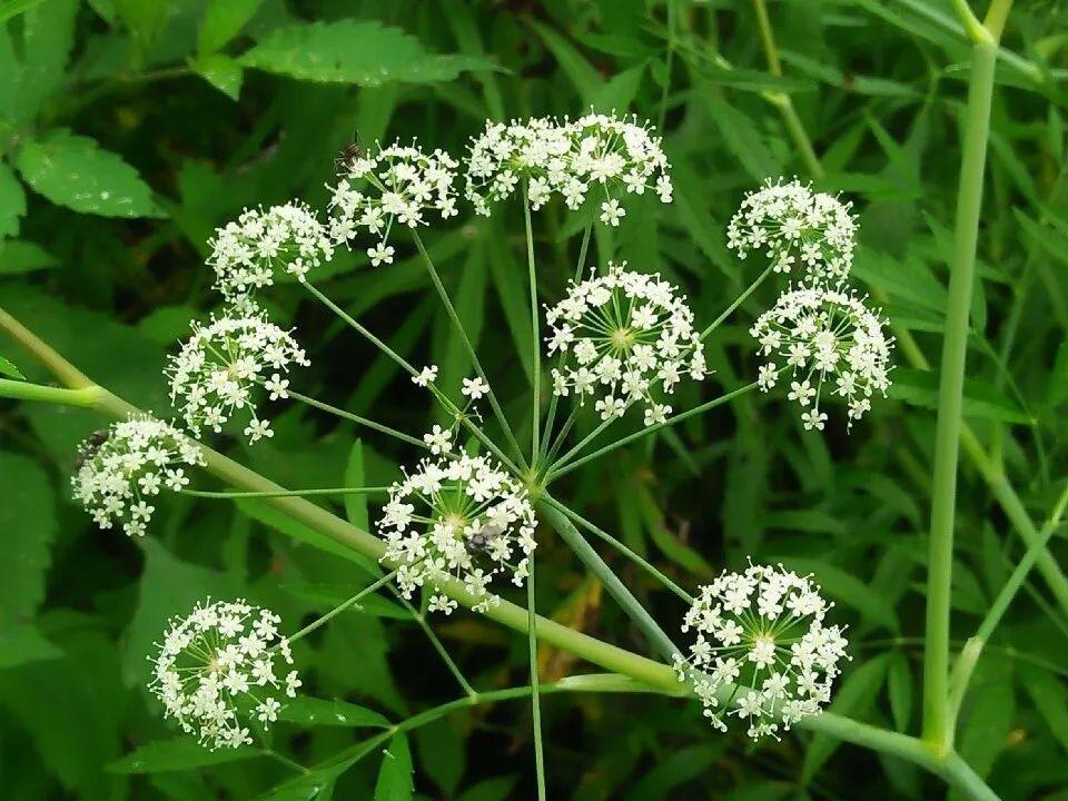 春天赏花,看见这20种,离得远点,因为有毒