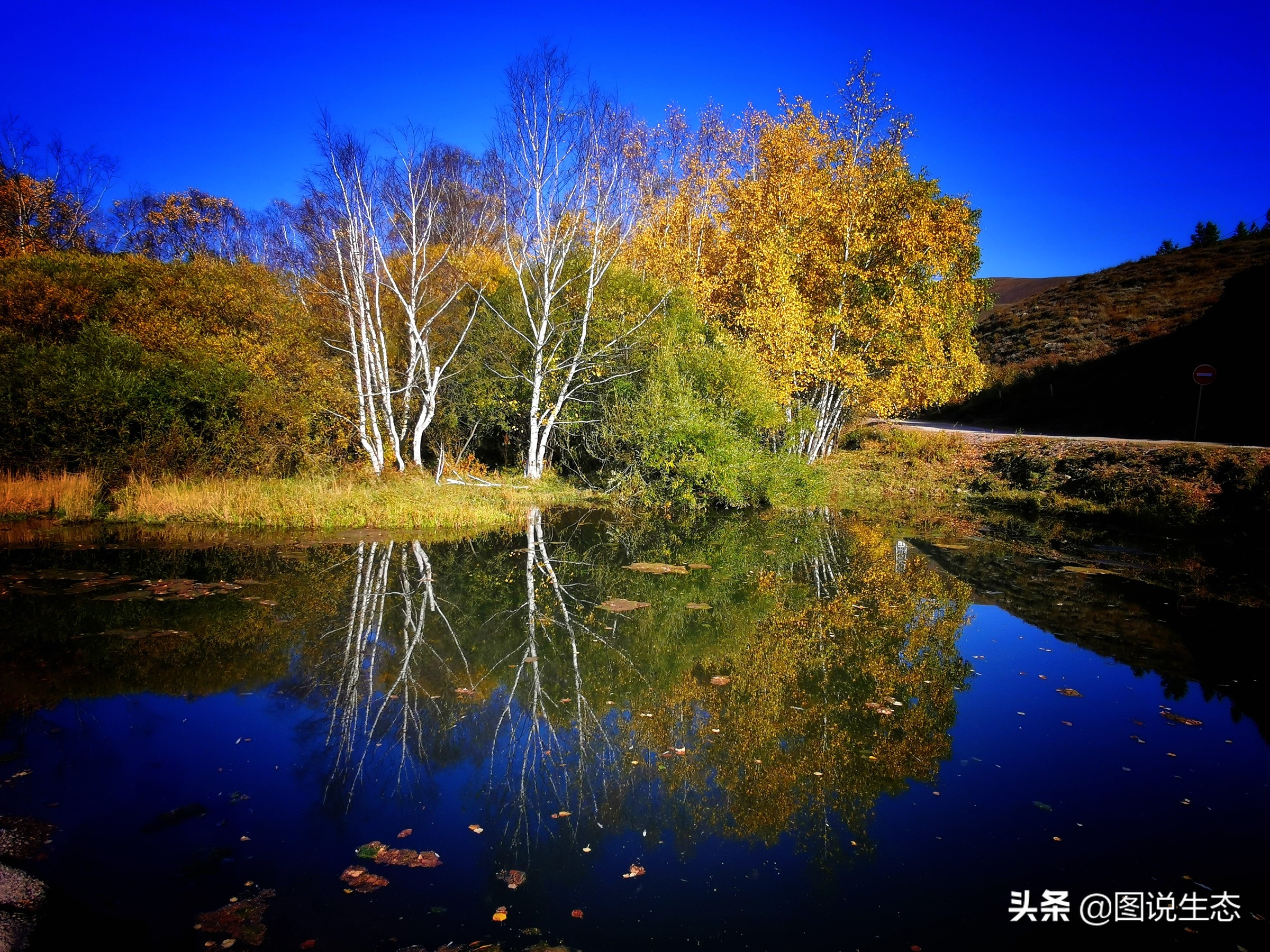 沿途有各种各样的风景,特别让摄影人迷恋的金秋风景我首选桦树.
