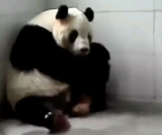 网友吐槽熊猫像EVA的明日香，之前还被吐槽像JOJO