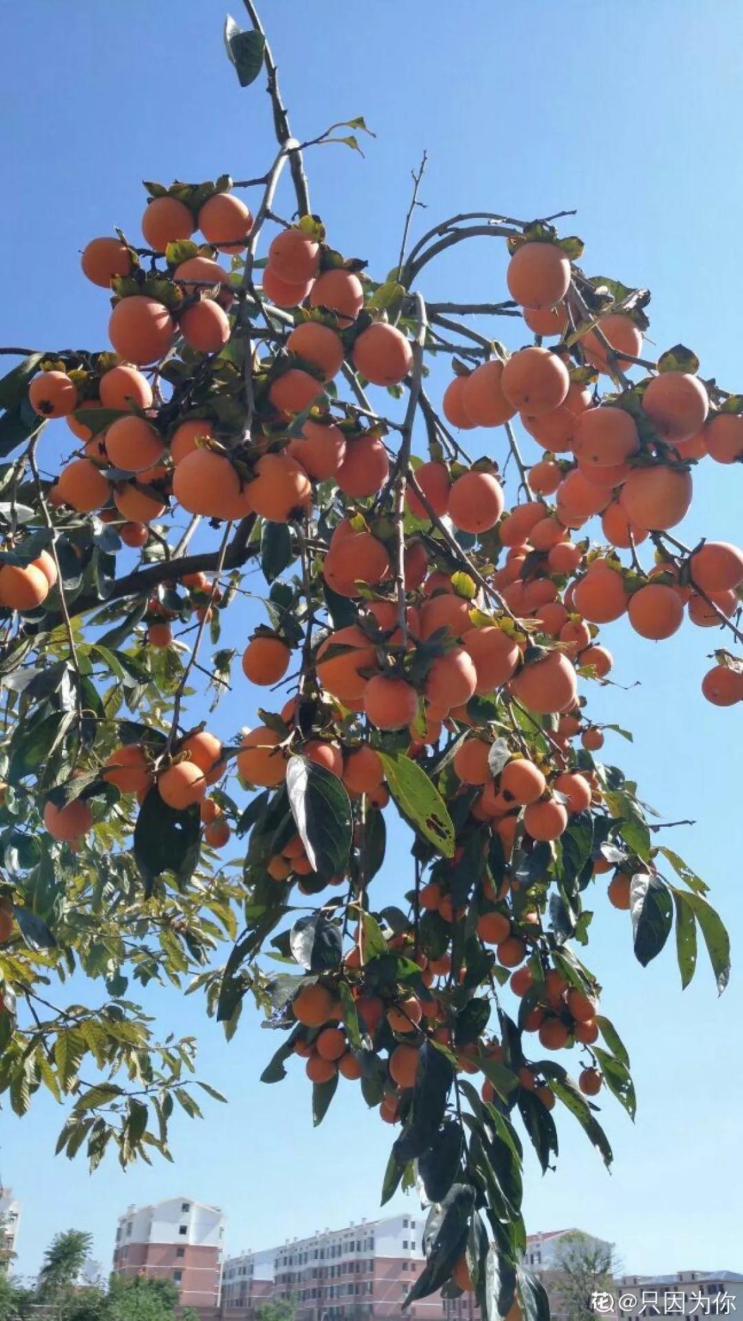 庭院适合种植什么树（适合在院子里养的9种树）