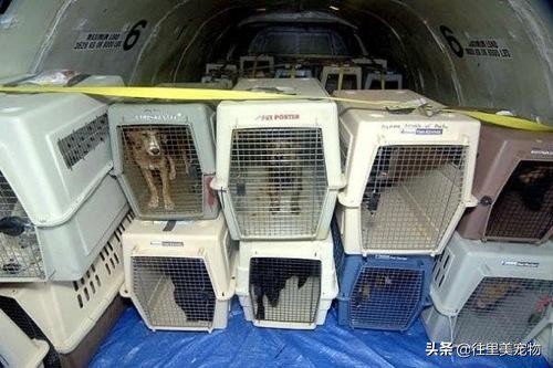 把活体宠物从居住地运到外地，真的很难吗？细说宠物托运那些事