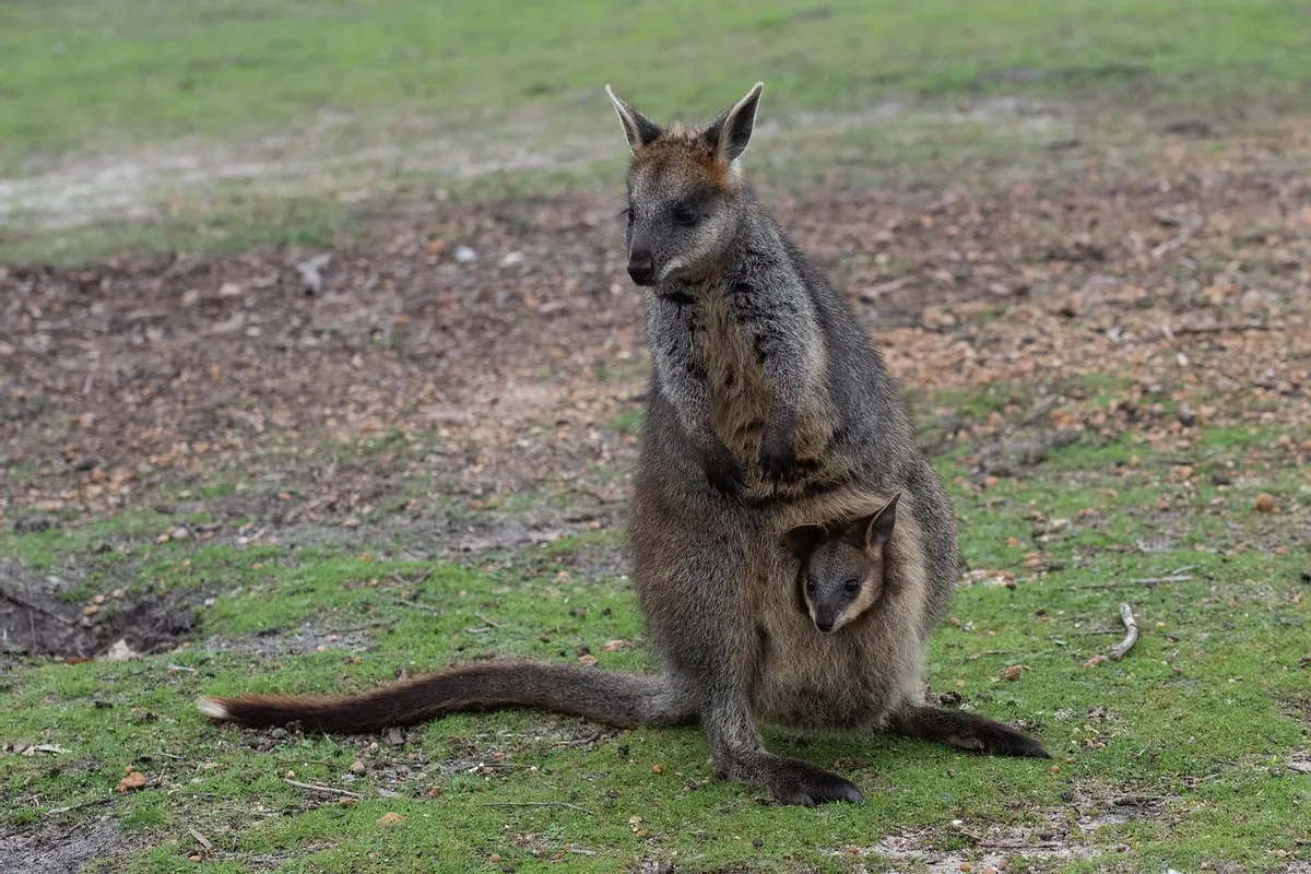 分娩前三天仍可以交配！澳大利亚黑尾袋鼠，繁殖过程有多奇特？