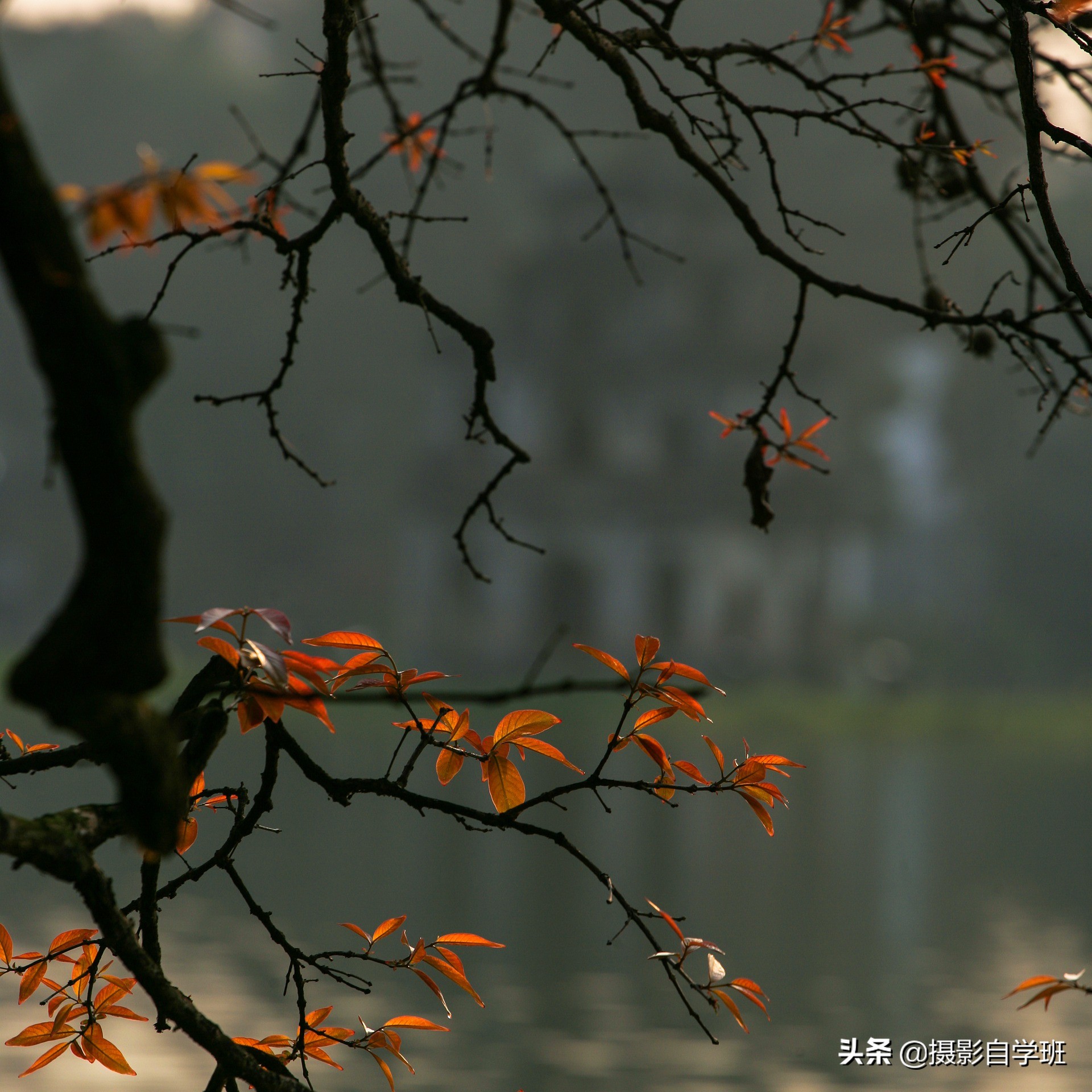拍美秋天并不难，这6个简单的秋天摄影技巧，帮摄影新手拍美秋天