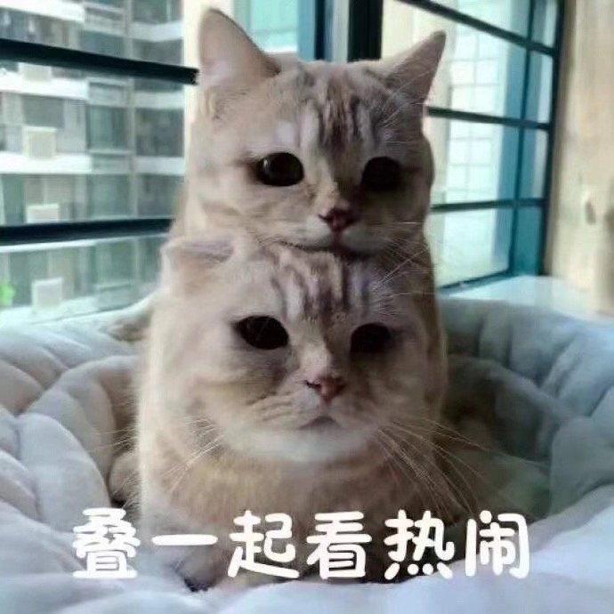 猫咪表情包合集｜看着我的双下巴再说一遍