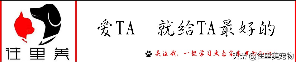 把活体宠物从居住地运到外地，真的很难吗？细说宠物托运那些事