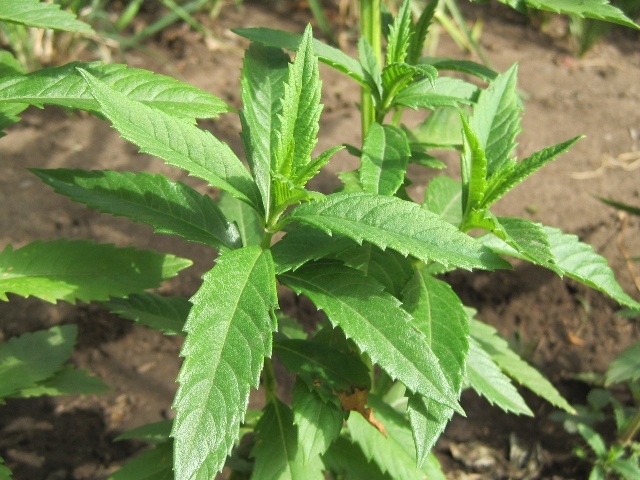 1,神草传说在我国的西藏地区流传着一个"白虫草"的传说.