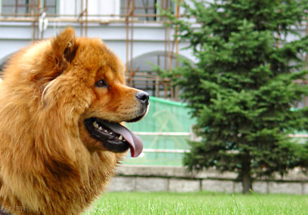 雍容的贵族——松狮犬的喂养 挑选以及美容注意事项等统统在这里