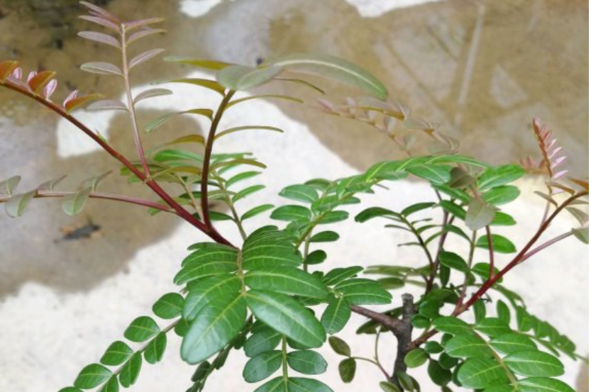 清香木和胡椒木的区别（清香木和李鬼木的对比及辨别方法）