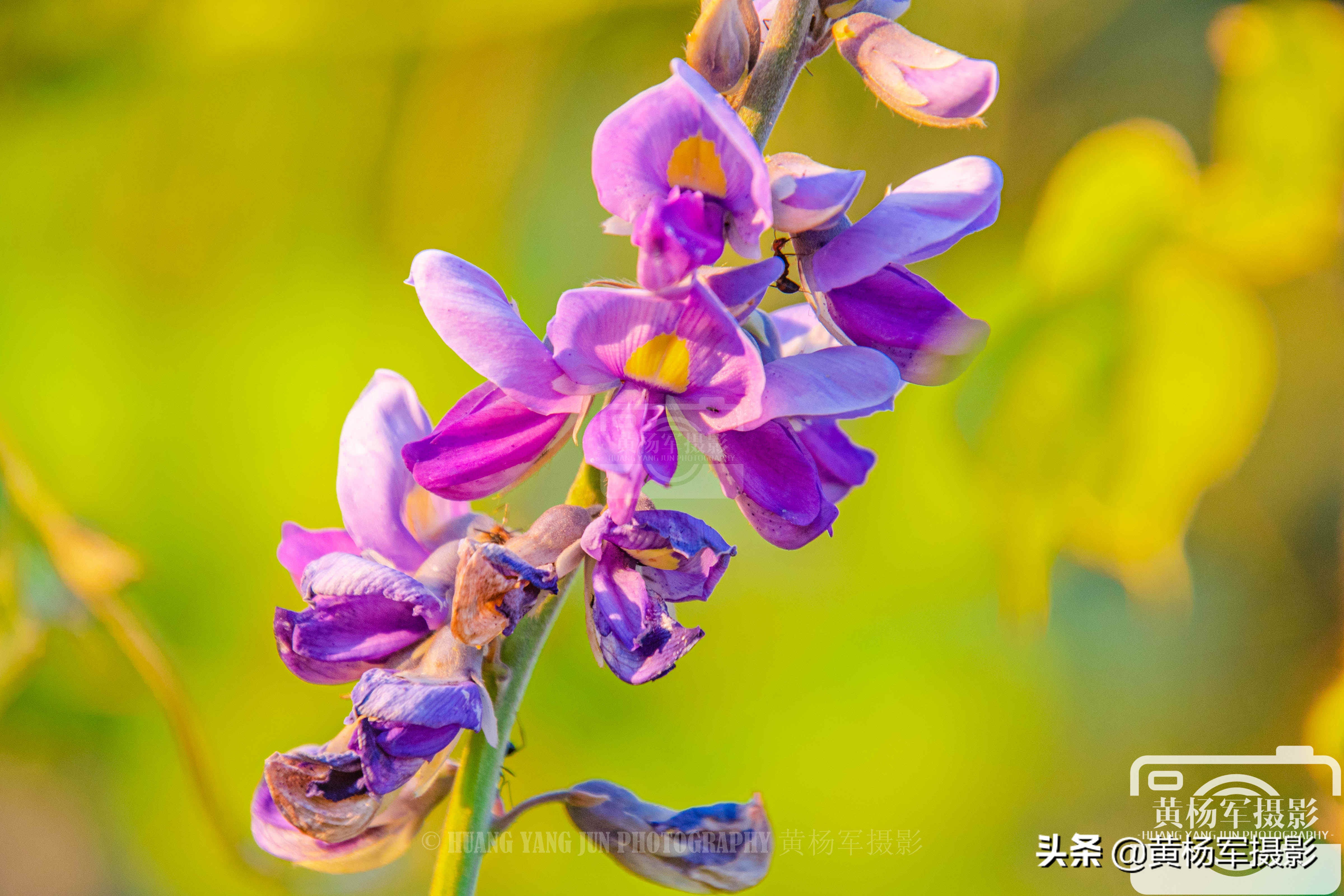 葛花绚丽的美,紫红色的花瓣娇美迷人,花冠似碟美丽别致