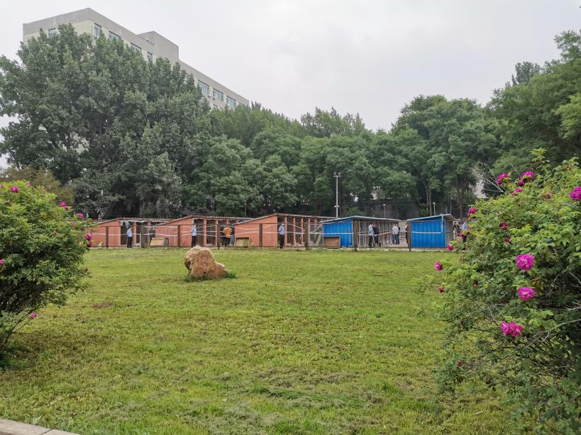 中国刑警学院淘汰犬最高拍出33万，训导员想拍下自养，有竞购者称买到当儿子养，有人准备了北京郊区院子