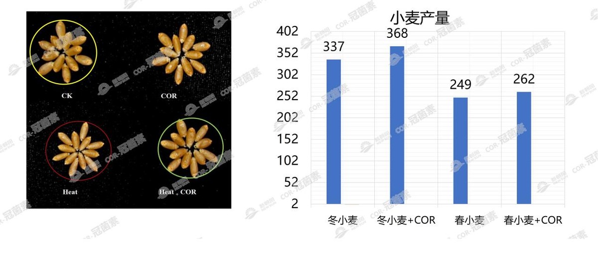 COR-冠菌素——作物提质增收的关键技术