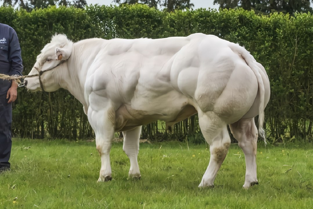 比利时蓝牛犊图片