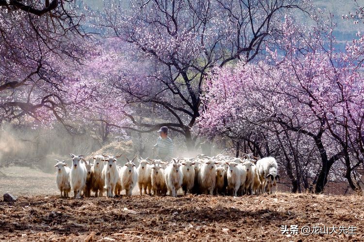 历史上真有“苏三”其人吗，她的父亲又是谁