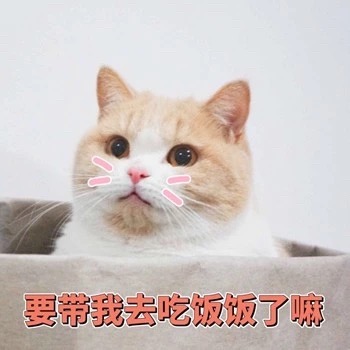 猫咪表情包：我饿啦