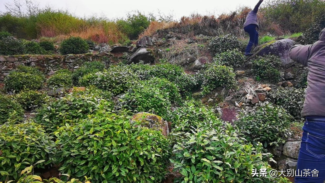 大别山采茶日记，茶季总结：茶歇犹依依，回首数峰青