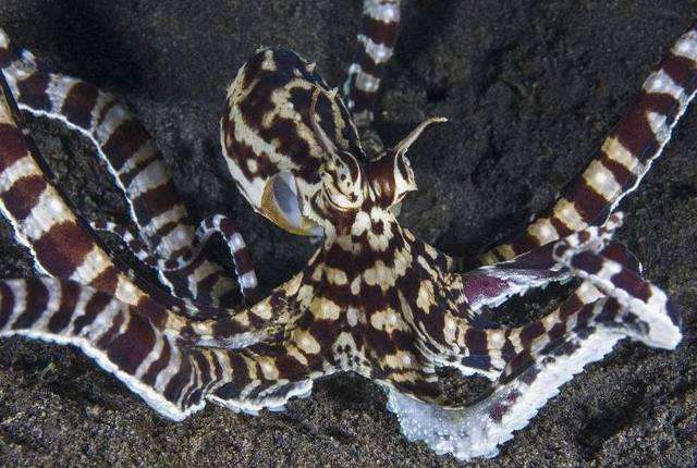 拟态章鱼(拟态章鱼:自然界中的"伪装者",失落的&