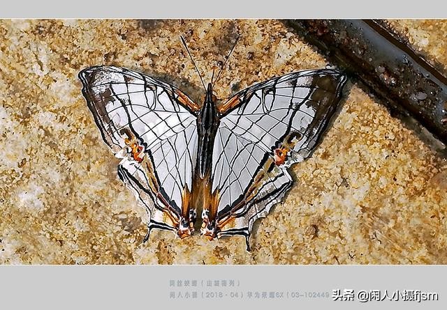 了解蝴蝶的特征与习性，拍好蝴蝶并不难，图说怎样拍摄好蝴蝶