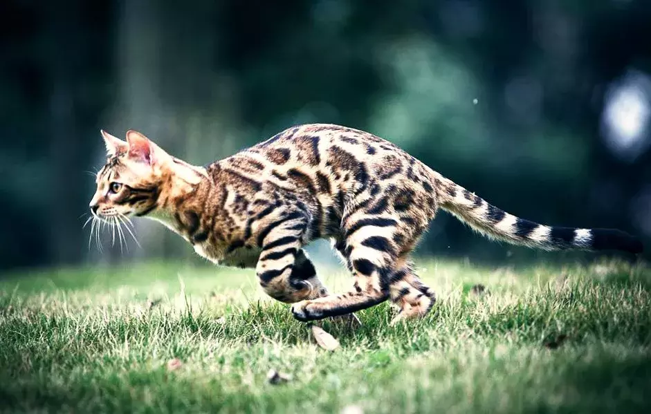 梦到猫,应该如何解梦?