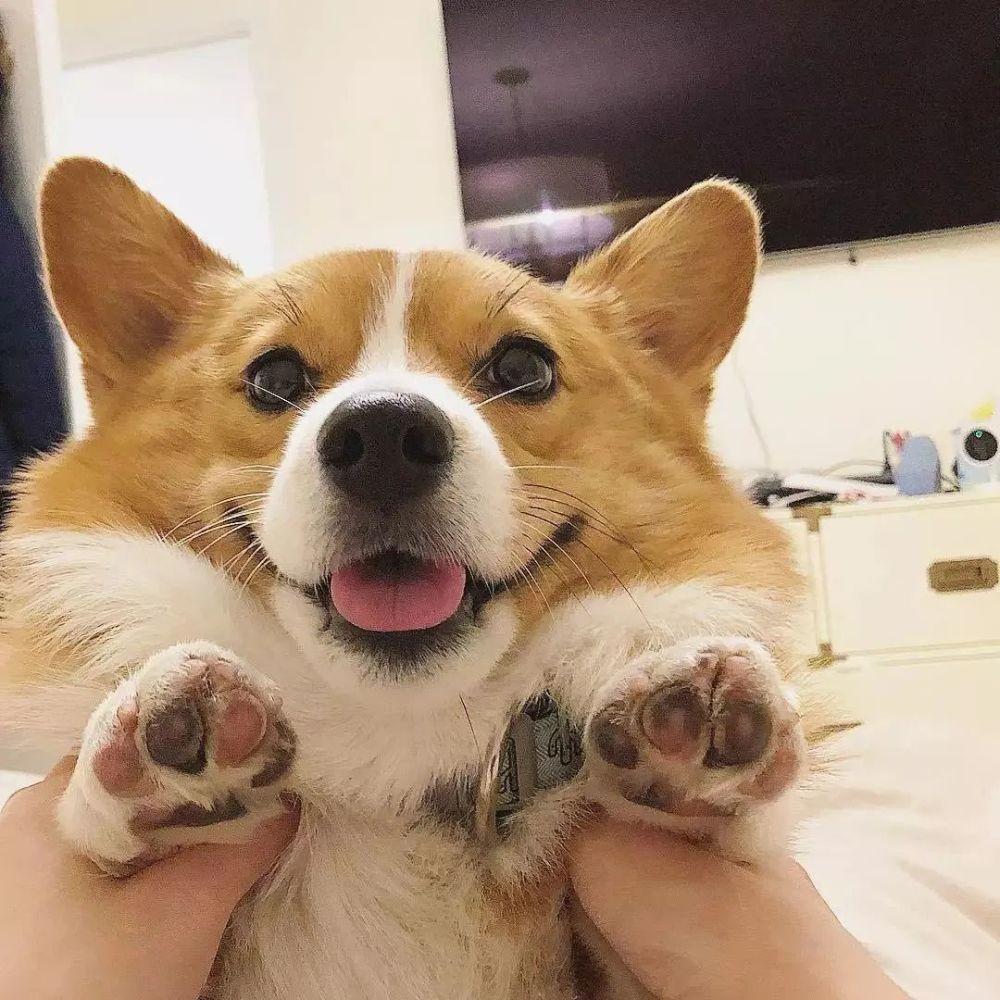 狗狗胰腺炎怎么引起的？