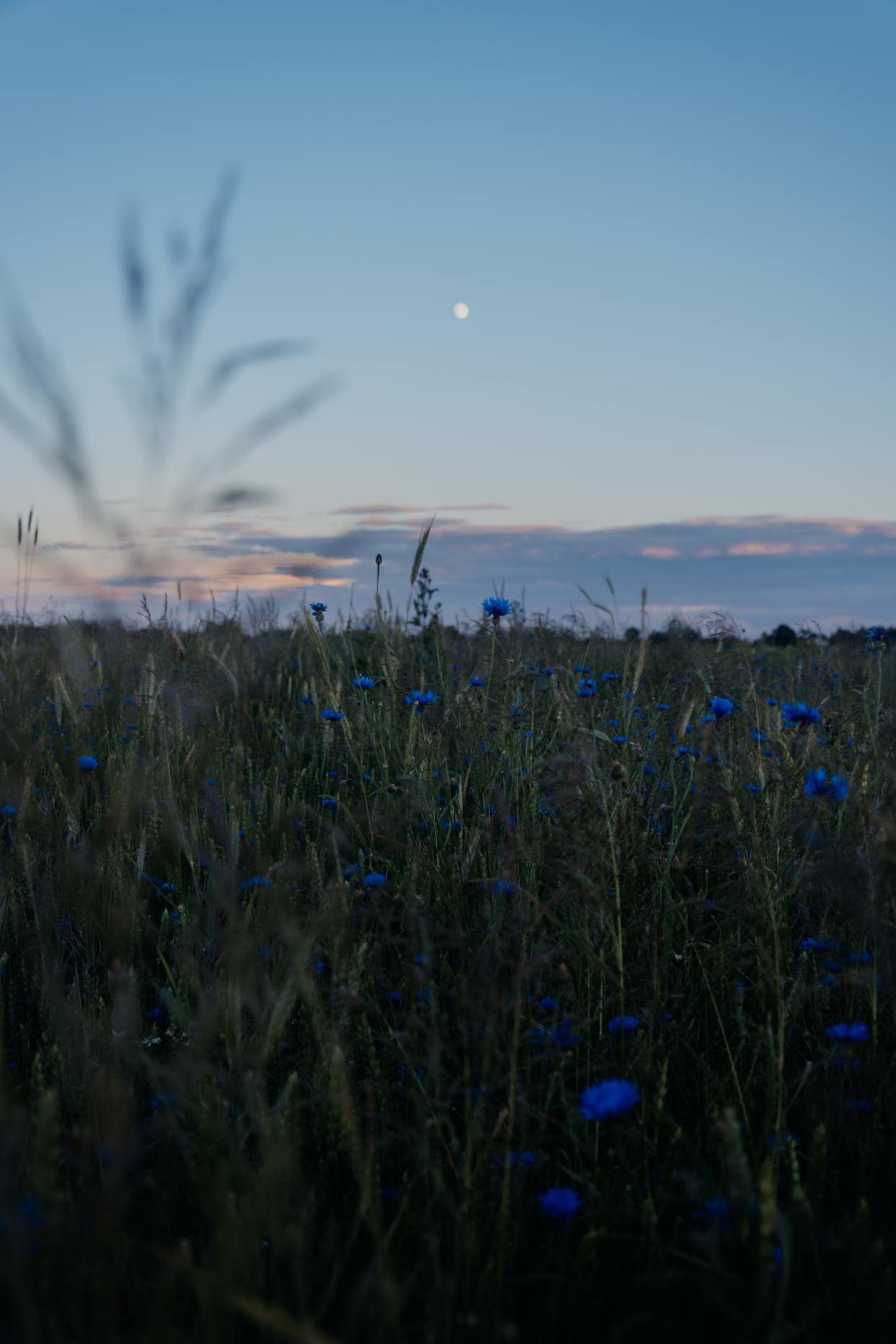 杨万里的《桂源铺》，短短4句通俗如白话，其中的哲理却值得深思