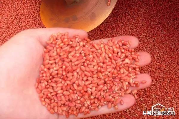 世高殺菌劑,世高殺菌劑治什么病