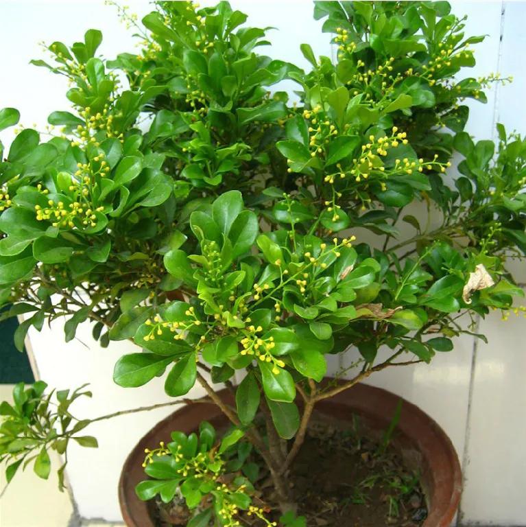 人养花，花亦滋养着人！100种室内盆栽花草图鉴，有您喜欢的吗？