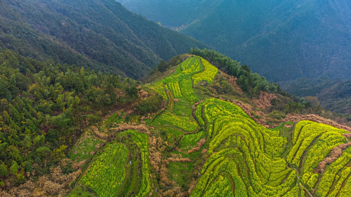 黄山宁县严池村梯田油菜花图片大全