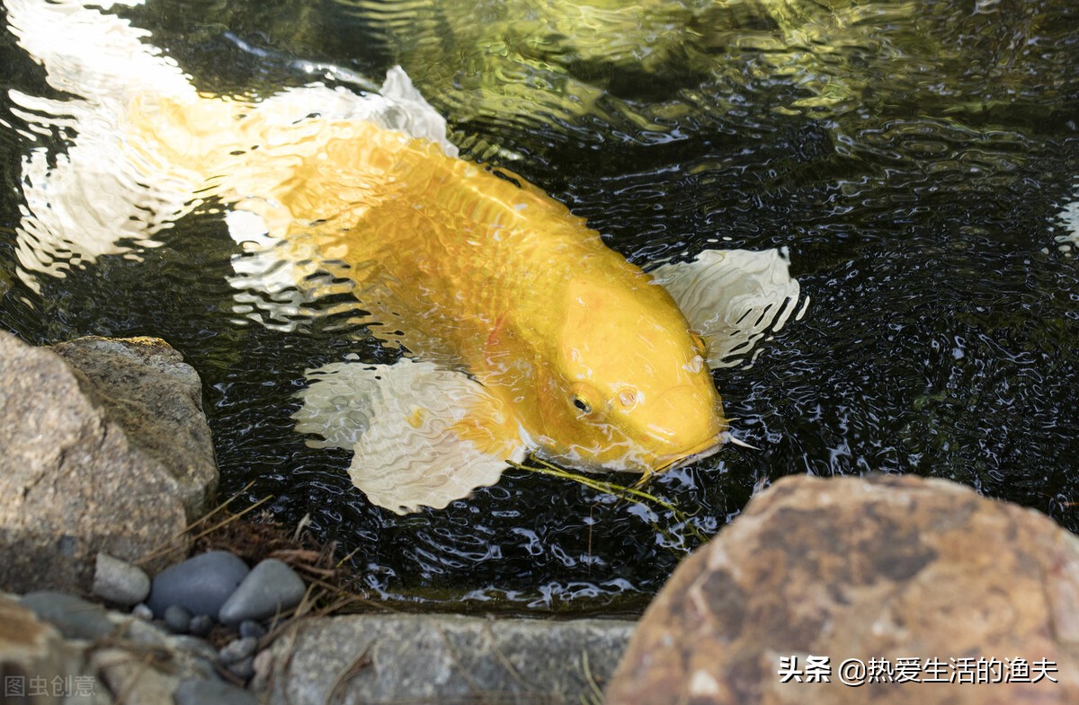 家庭饲养锦鲤要点