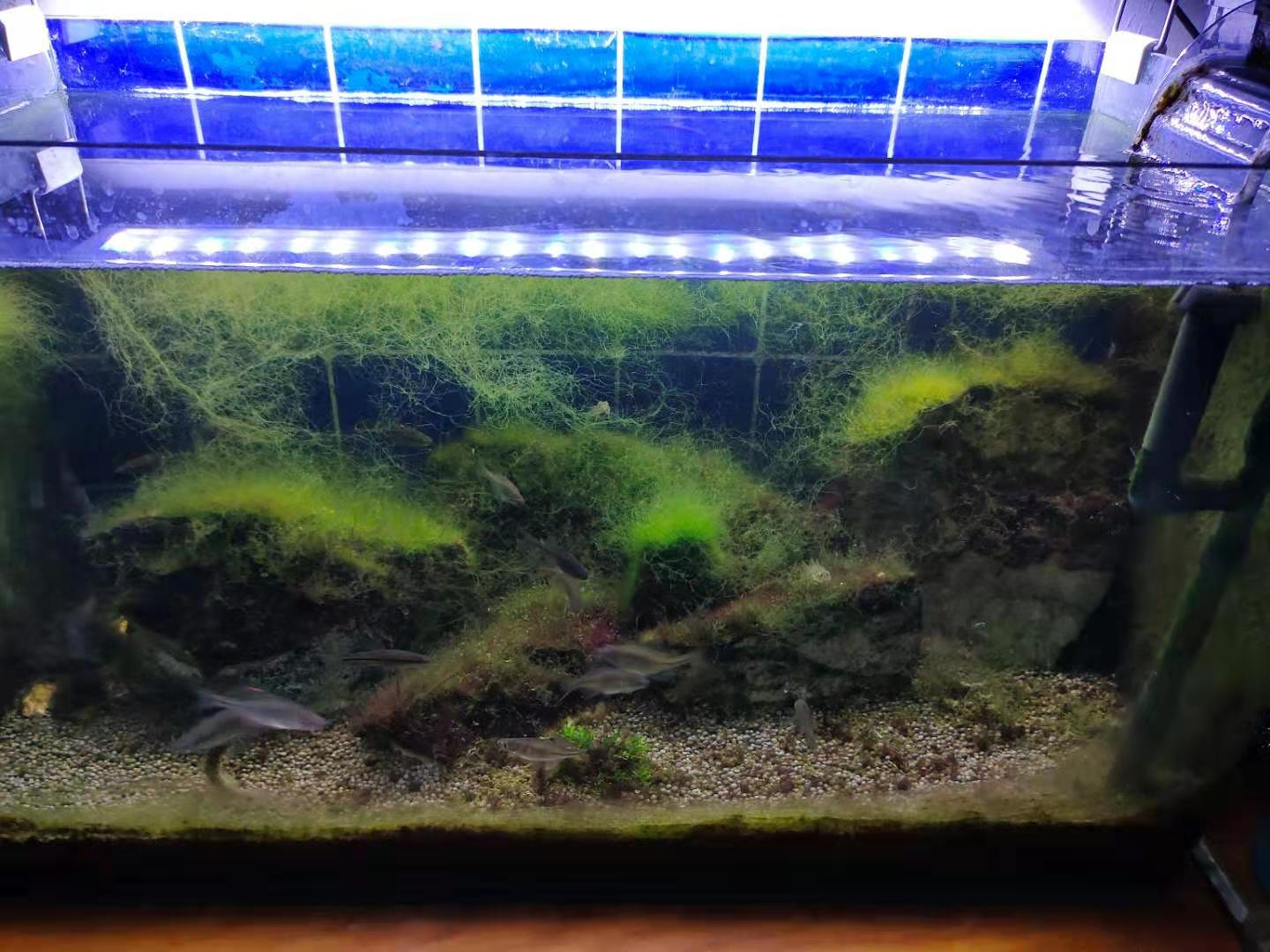 鱼缸换水后多久能用水清洗 鱼缸换水后多久能用水清洗一次