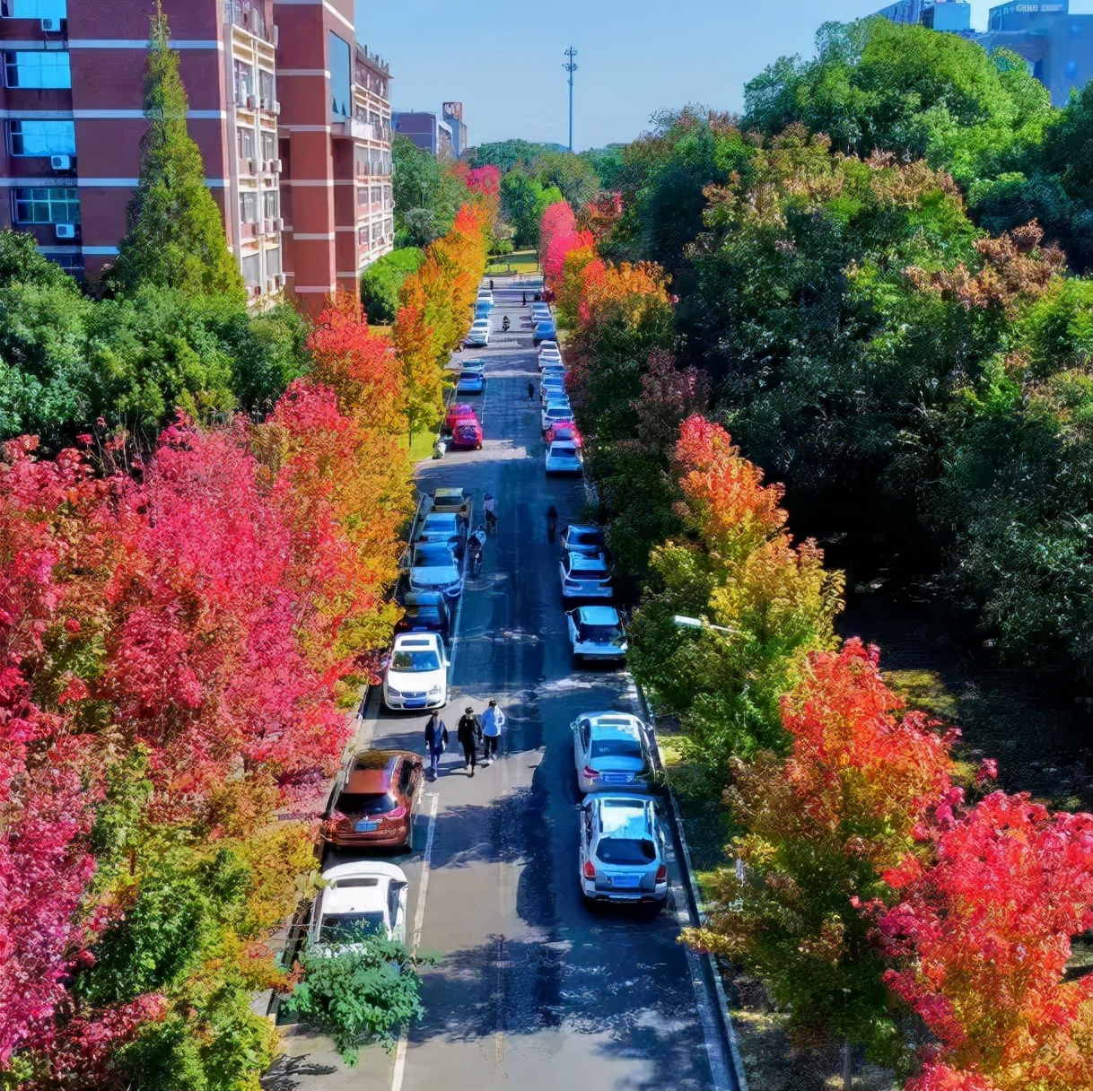 红了！长沙枫叶进入最佳观赏期，最全赏枫攻略了解一下